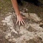 Acrocanthasaurus footprint, Glen Rose, TX