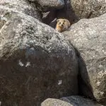 Rock hyraxes, in Korazim National Park, Northern Israel: ID 116379491 © Rndmst | Dreamstime.com