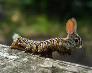 Creation Club Hybrid Caterpillar Rabbit