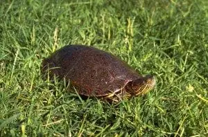 big-bend-slider-turtle