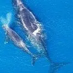 Baleen whale with calf