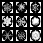 Snowflakes under the microscope, photo credit: tammara horn