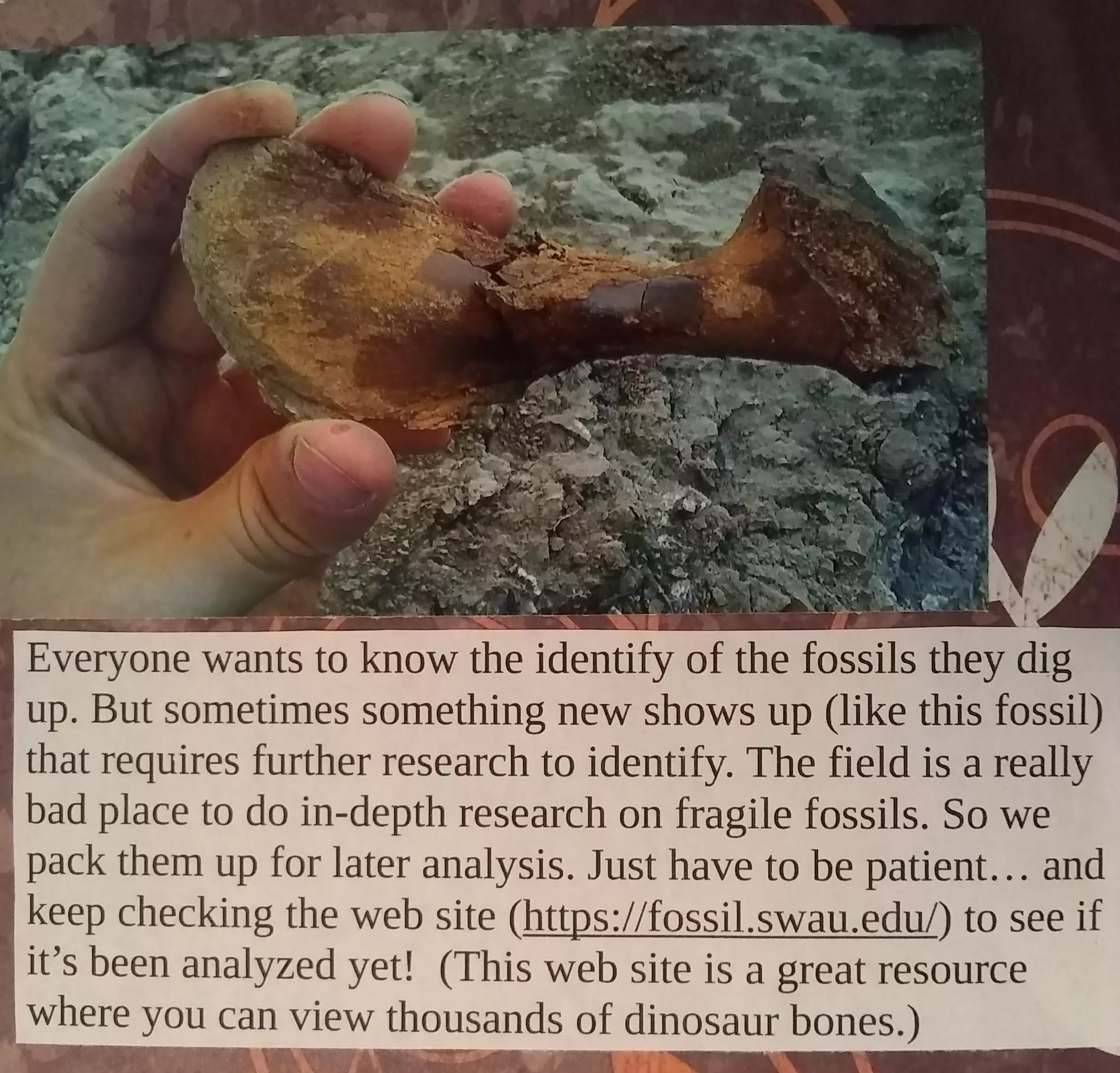 Everyone wants to know the identity of the fossils they dig up. But sometimes something new shows up (like this fossil) that requires further research to identify. The field is a really bad place to do in-depth research on fragile fossils. So we pack them up for later analysis.