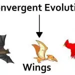 Convergent evolution diagram of flighted organisms