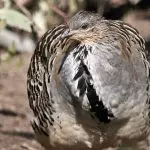 Malleefowl closeup showing its brown mottles plumage: ID 134428149 © Ozflash | Dreamstime.com