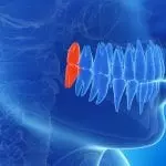 3D illustration of wisdom teeth: ID 30725958 © Sebastian Kaulitzki | Dreamstime.com