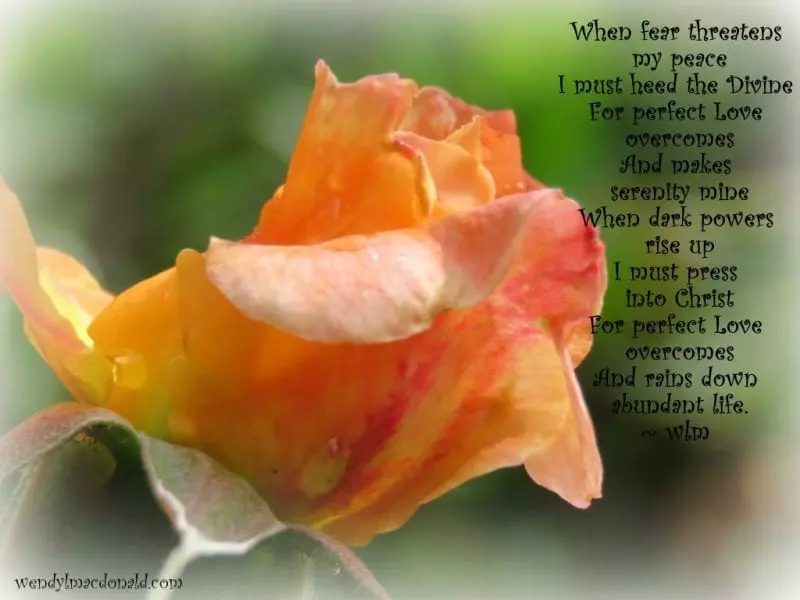 Peach colored rose with poem below on the side, photo credit: Wendy MacDonald