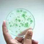 Blue-green algae held up in a petri dish: ID 89484007 © Puntasit Choksawatdikorn | Dreamstime.com
