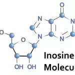 Inosine molecule in tRNA: ID 84208656 © Lyricsai | Dreamstime.com