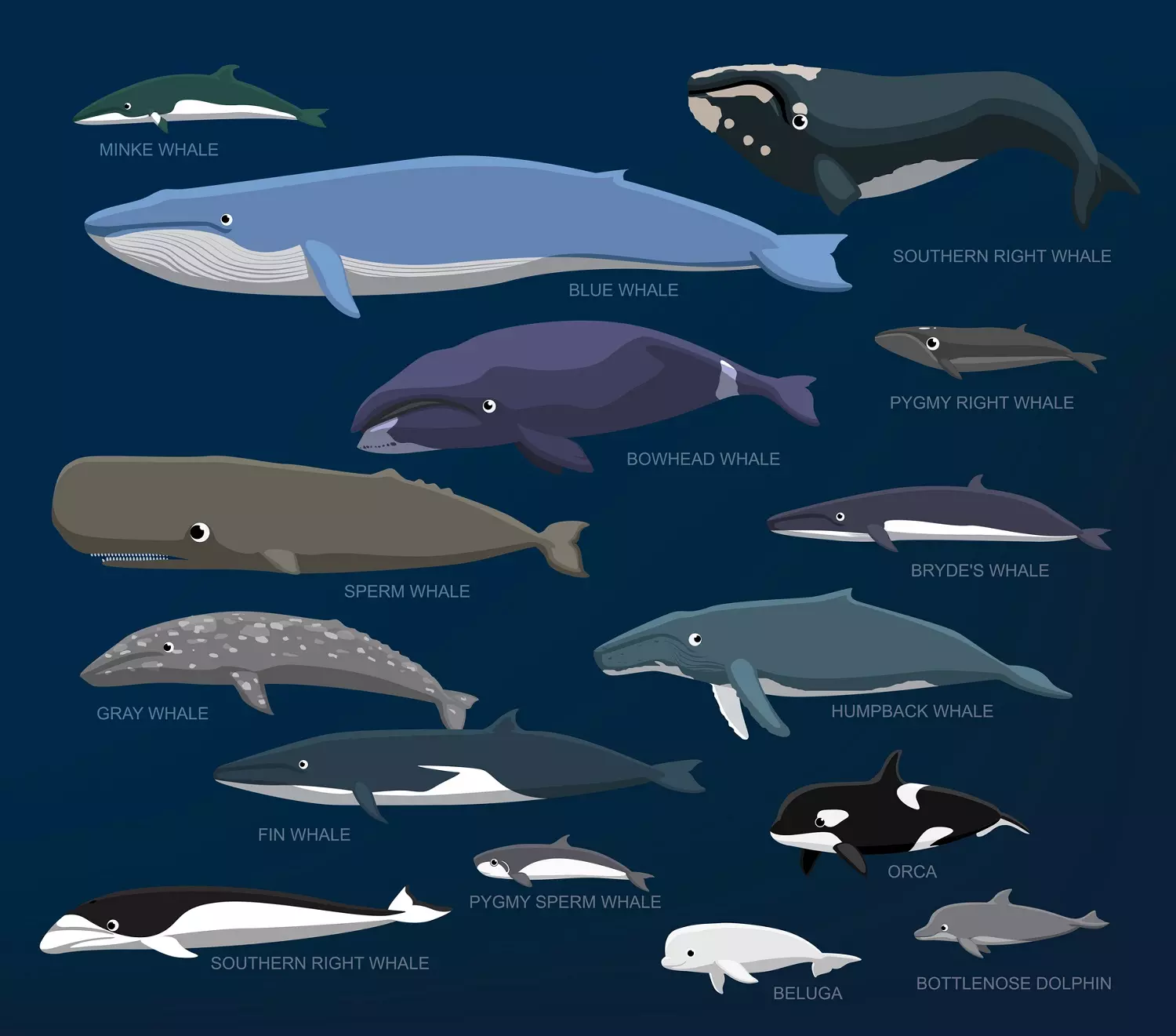 Whale species size