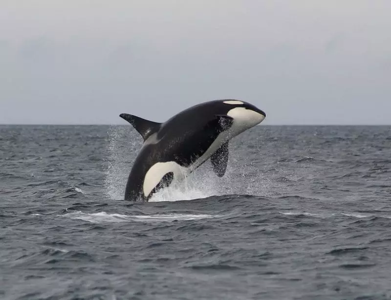 Orca gracefully arching in a breach, photo credit: Faith P.