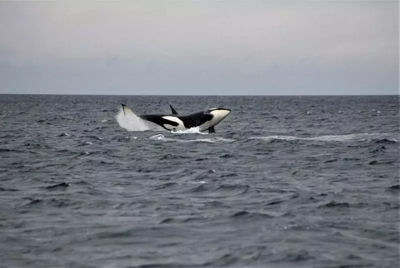 Orca landing on its side into the water, photo credit: Faith P.