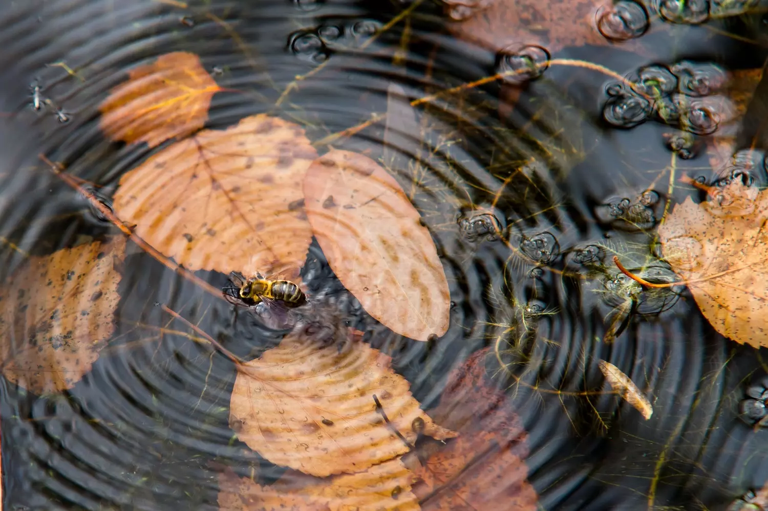 Bee making ripples in a pond: Image by adege from Pixabay