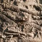 Endocerida nautiloids: