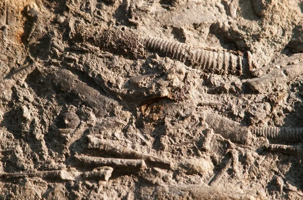 Endocerida nautiloids: