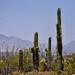 saguaro cactus Arizona