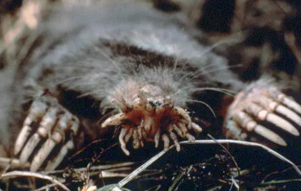 Star-nosed Mole close up 