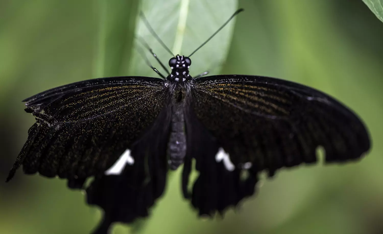 Black butterfly on a leaf, photo credit: Good Free Photos