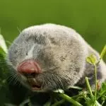 Blind Mole-Rat showing furry face with no visible eyes: ID 138105249 © Taviphoto | Dreamstime.com
