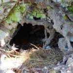 Modern Badger's den (roughly the same size): Photo 143690181 / Badger © Ivanmattioli | Dreamstime.com