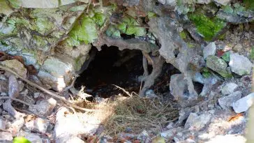 Modern Badger's den (roughly the same size): Photo 143690181 / Badger © Ivanmattioli | Dreamstime.com