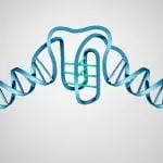 DNA structure showing "I-motif" addition graphic: ID 115590529 © Skypixel | Dreamstime.com