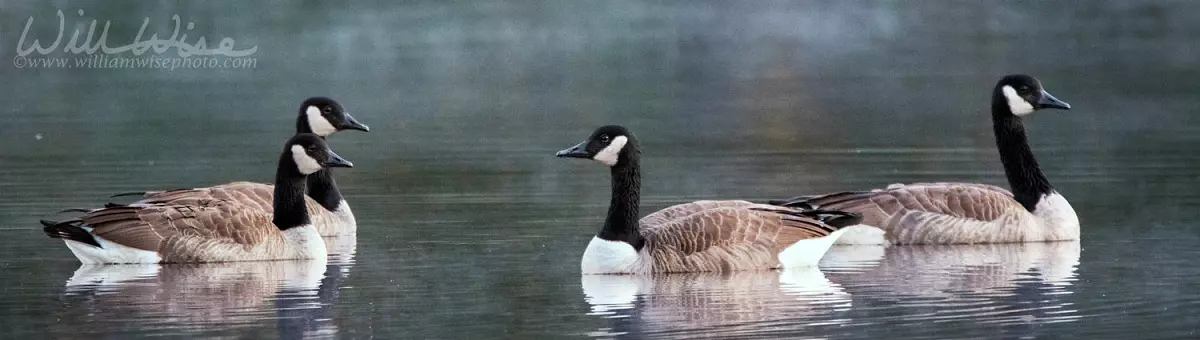 Canada geese floating, photo credit: William Wise Photography