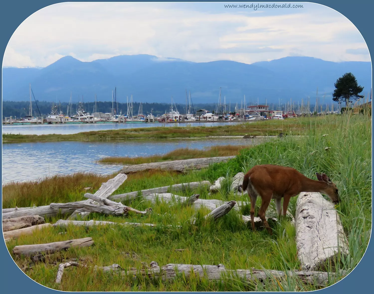 Deer near an inlet with boat and mountains behind, photo credit: Wendy MacDonald