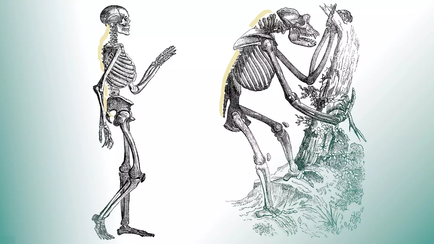 Drawings of Ape and Human Skeletons from 1859