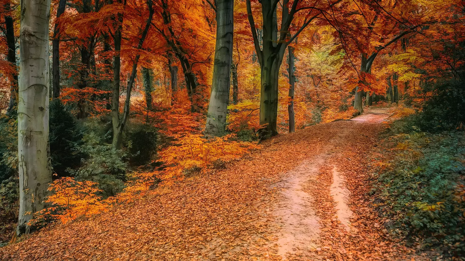 Autumn forest with leave covered path, photo credit: Johannes Plenio at Pexels