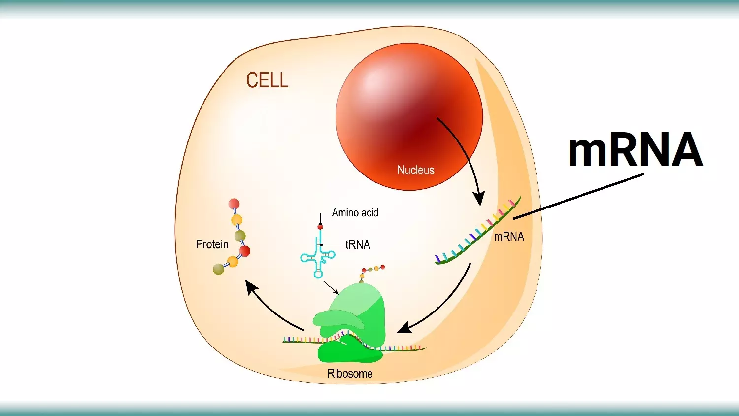 Cellular processes involving RNA: ID 138432885 © Designua | Dreamstime.com