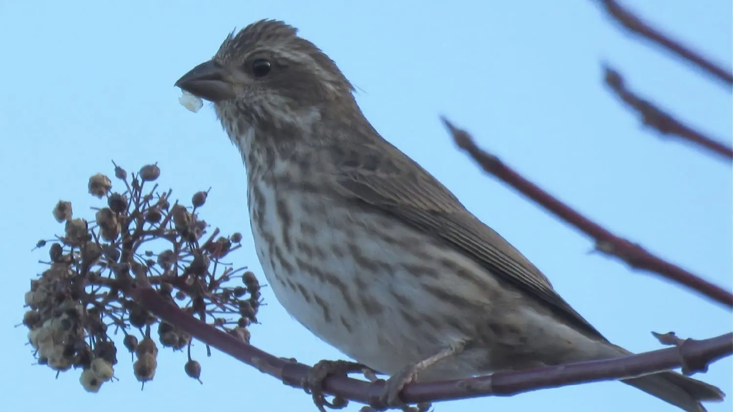 Sparrow on a branch, photo credit: Wendy MacDonald