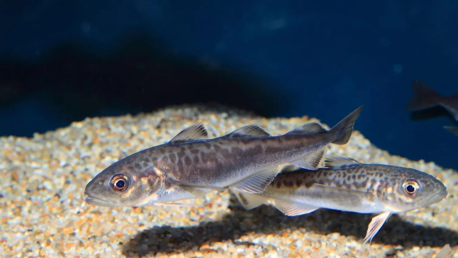Ocellated Icefish: Photo 39489949 © Feathercollector | Dreamstime.com