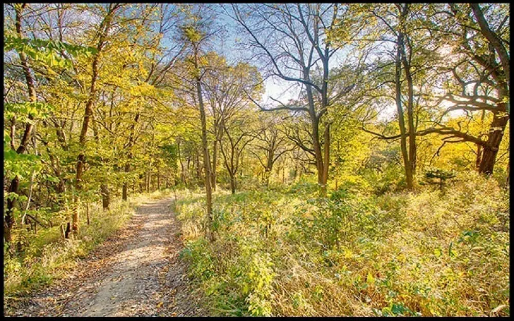 Open woods in slanting sunlight, photo credit: Pat Mingarelli