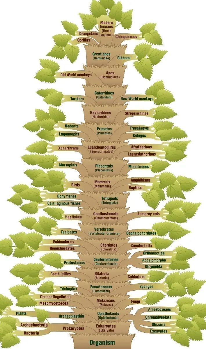 Phylogenic tree of life human evolution Illustration 51982494 © Peter Hermes Furian | Dreamstime.com