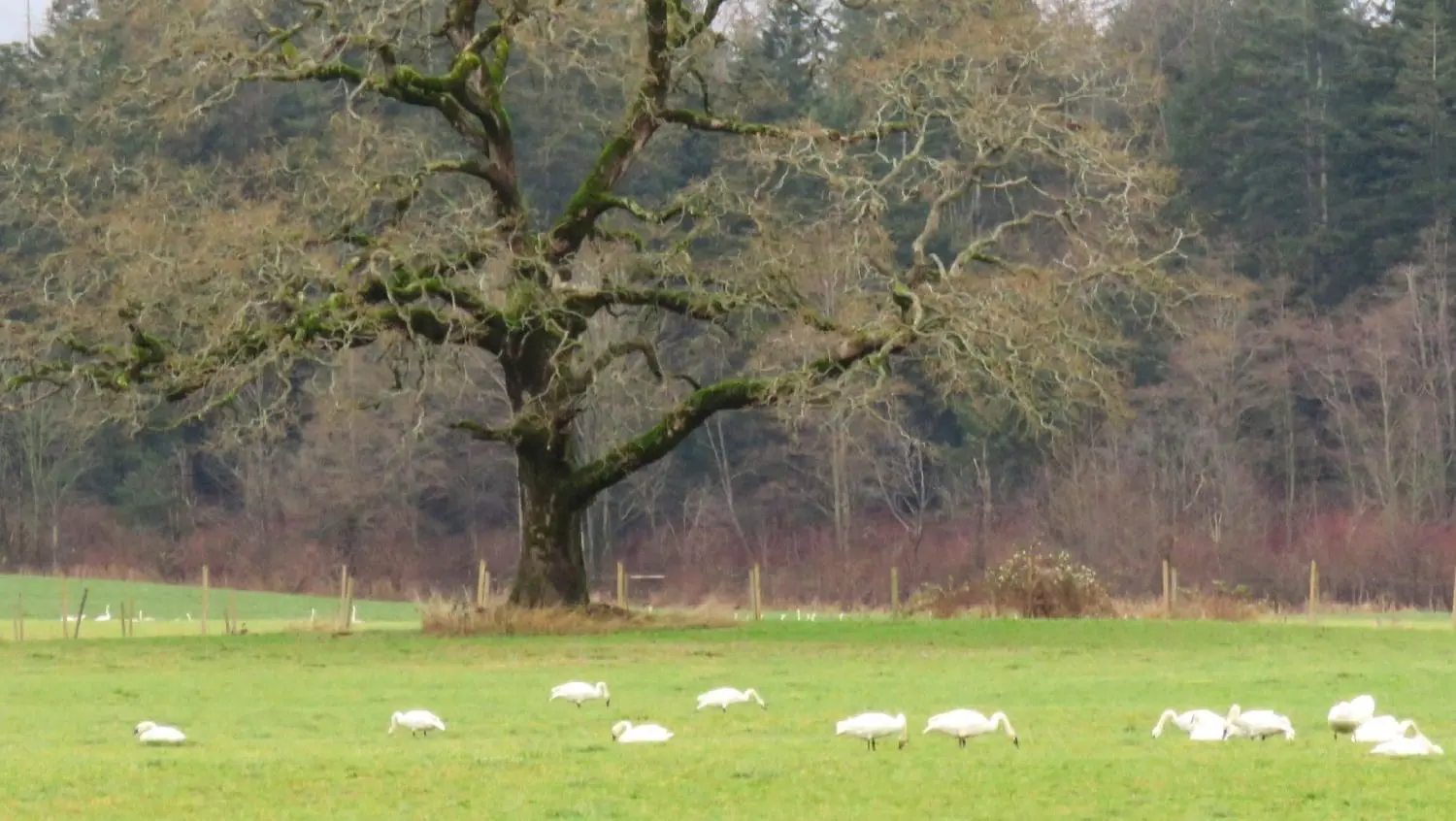 Swans resting on grass, photo credit: Wendy McDonald