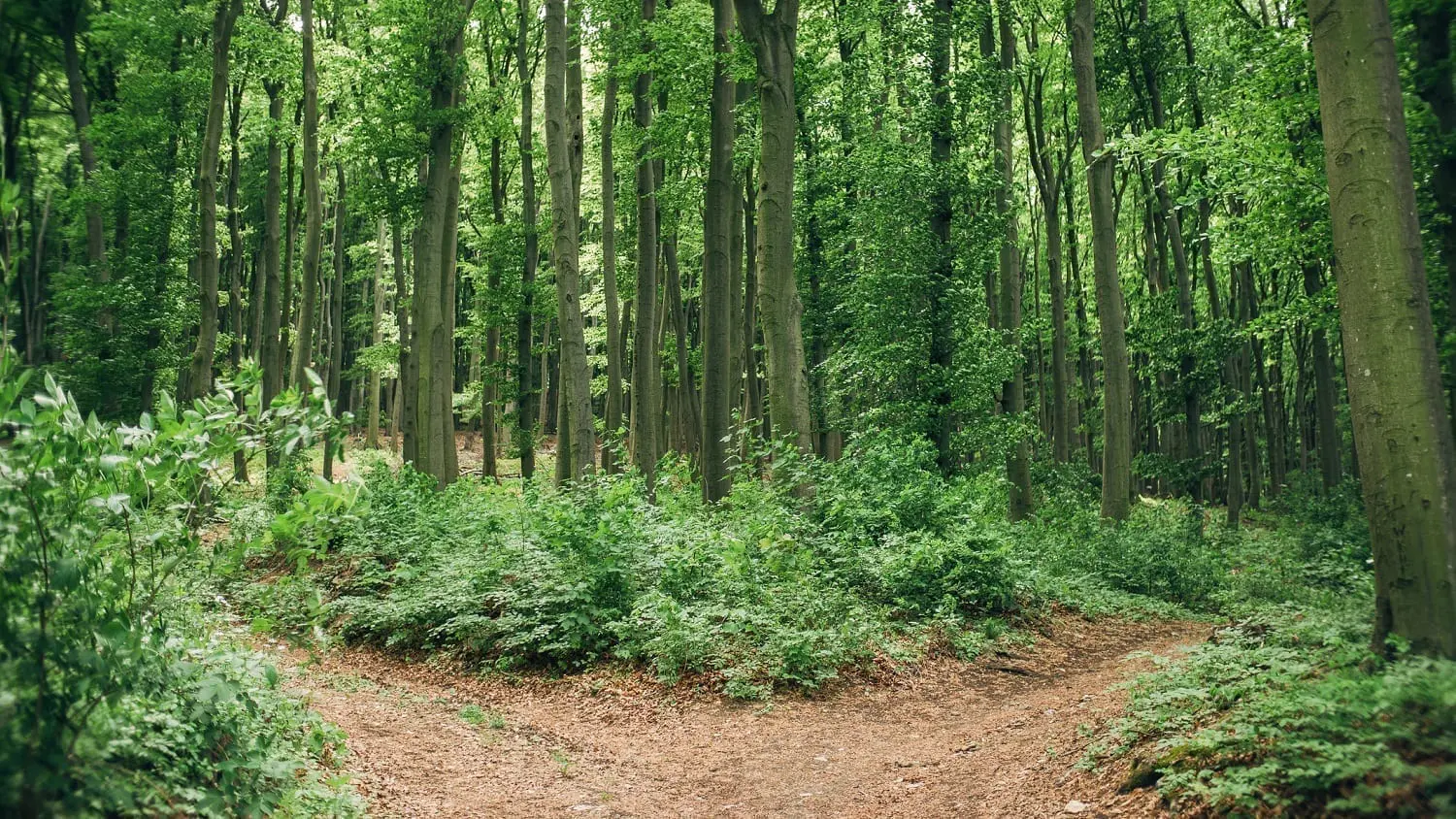 Forest paths dividing: Photo 188983957 © Davidfreigner | Dreamstime.com