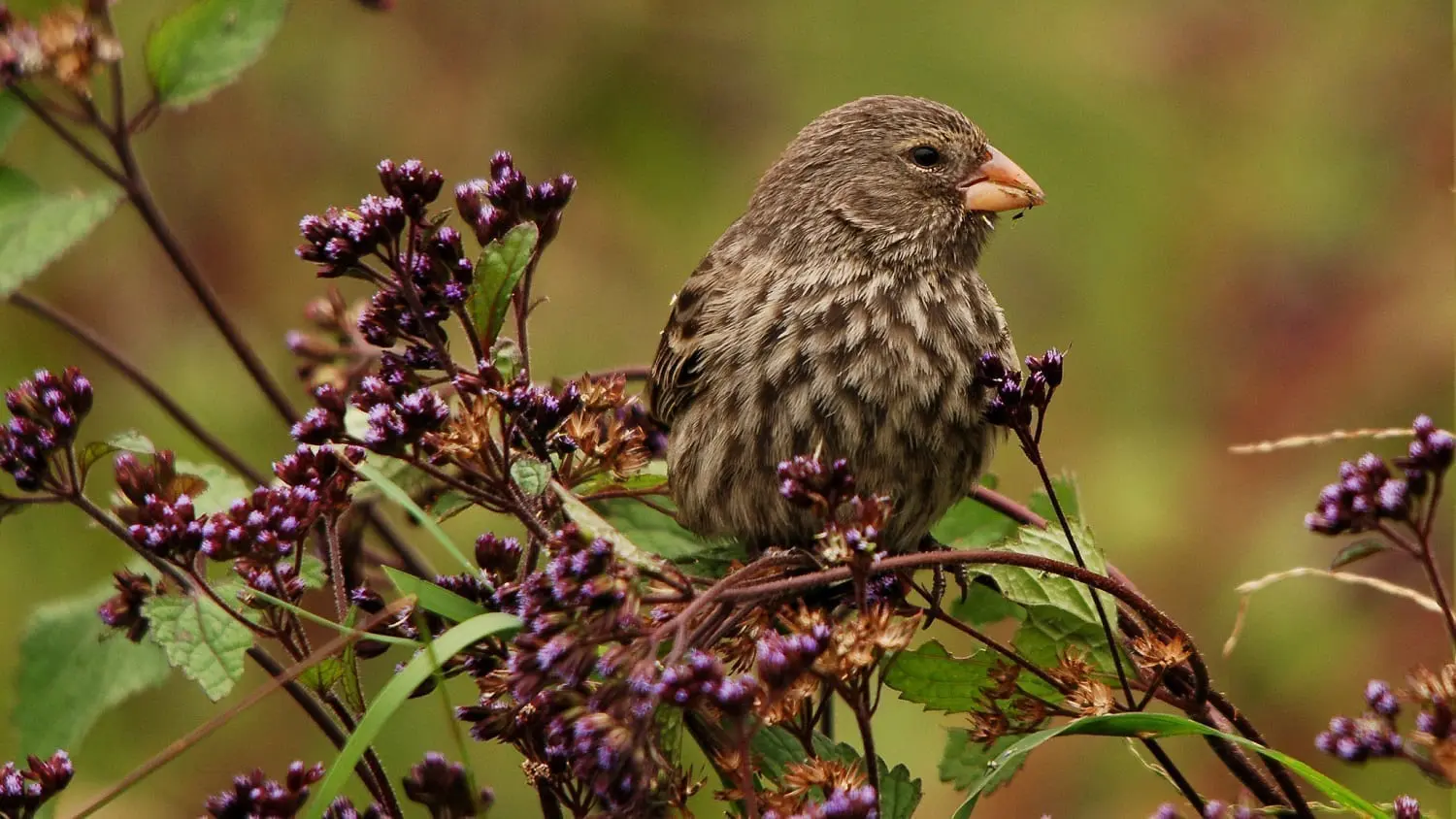 Galapagos Island ground finch: Photo 14526711 © Matthewgsimpson | Dreamstime.com