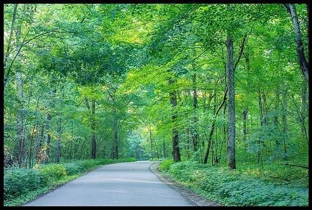 Road through leafy words, photo credit: Pat Mingarellie