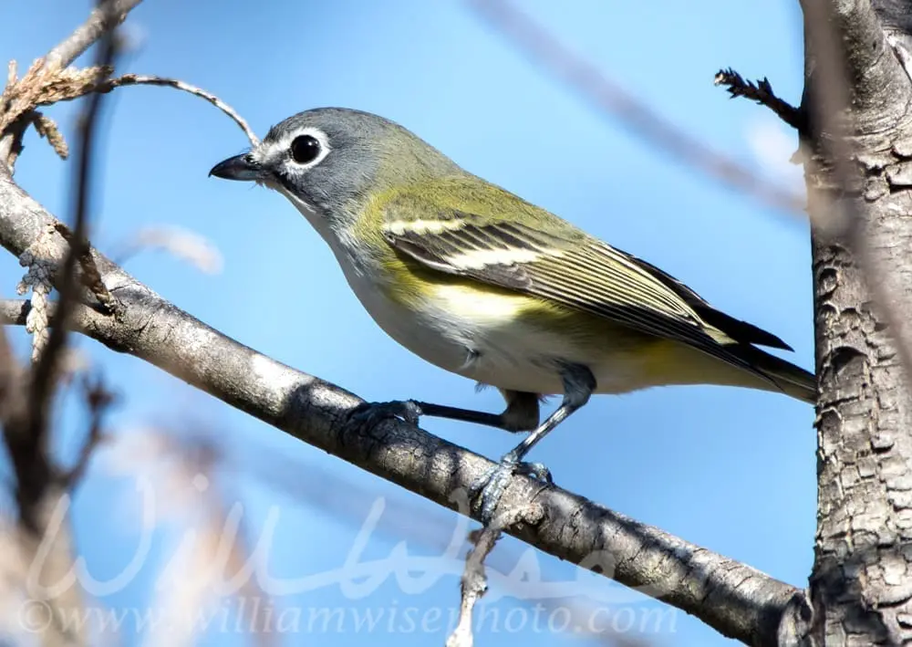 Blue-headed Vireo songbird, photo credit: William Wise