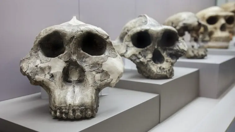 Human evolution display. Catalan Museum of Archaeology, Barcelona, Spain: ID 170289122 © Heritage Pictures | Dreamstime.com