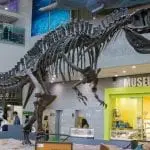 Acrocanthosaurus cast at the Seoul, South Korea Seodaemun Museum of Natural History Photo 184590493 © Yezhenliang | Dreamstime.com