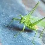 Common garden katydid, Queensland, Australia: Photo 107713989 © Miwainoz | Dreamstime.com