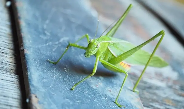 Common garden katydid, Queensland, Australia: Photo 107713989 © Miwainoz | Dreamstime.com
