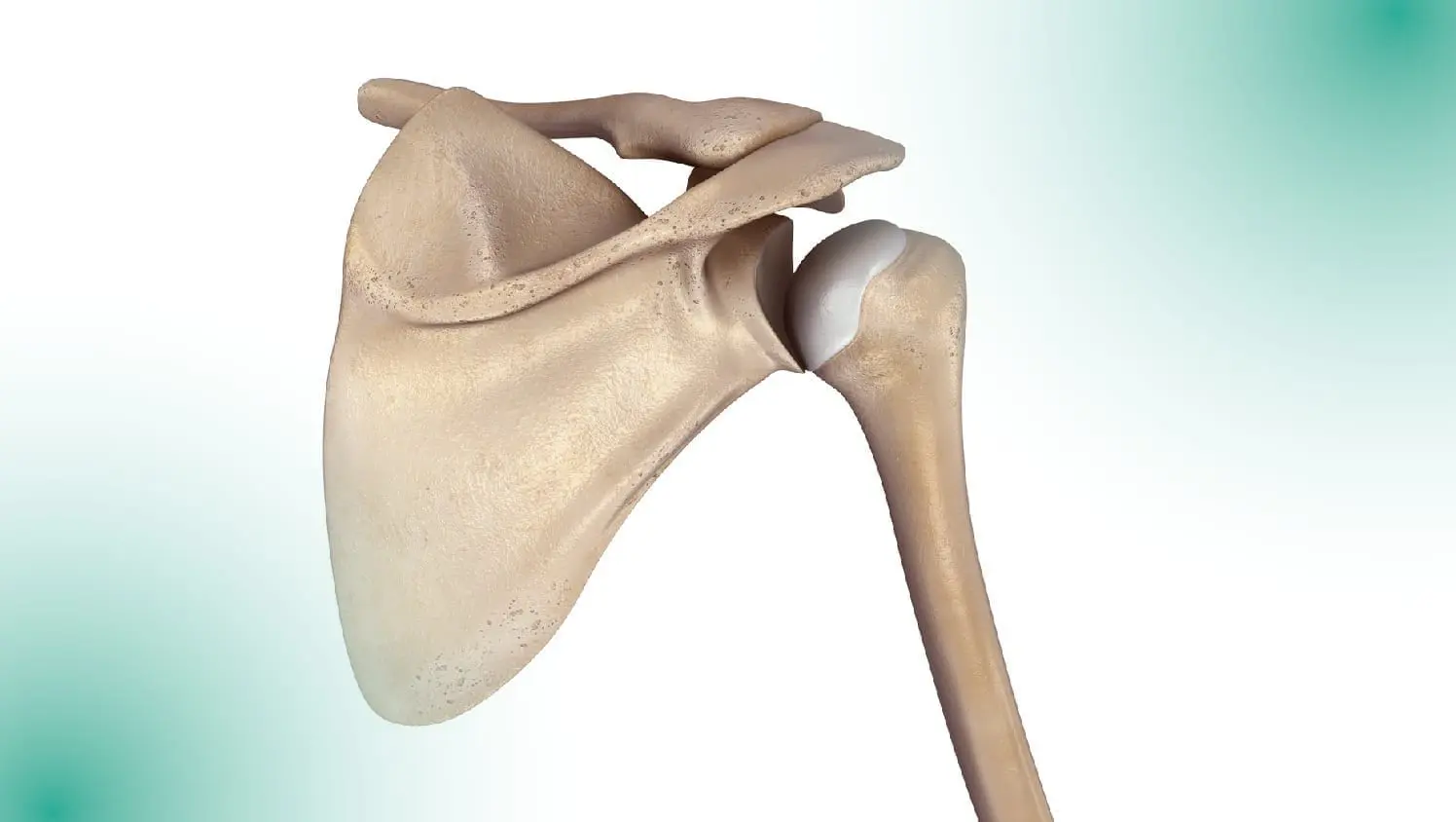 Human shoulder blade and arm socket joint: ID 81704000 © 7active Studio | Dreamstime.com