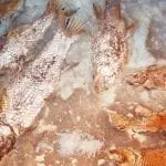 Fish fossils, Cape Town Natural History Museum: Photo 48555391 © Okyela | Dreamstime.com