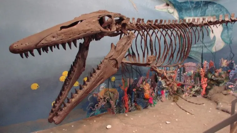 Glendive Museum Mosasaur display