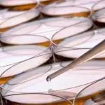 Petri dishes with pipette: Photo 6493024 / Petri Dish © Olivier Le Queinec | Dreamstime.com