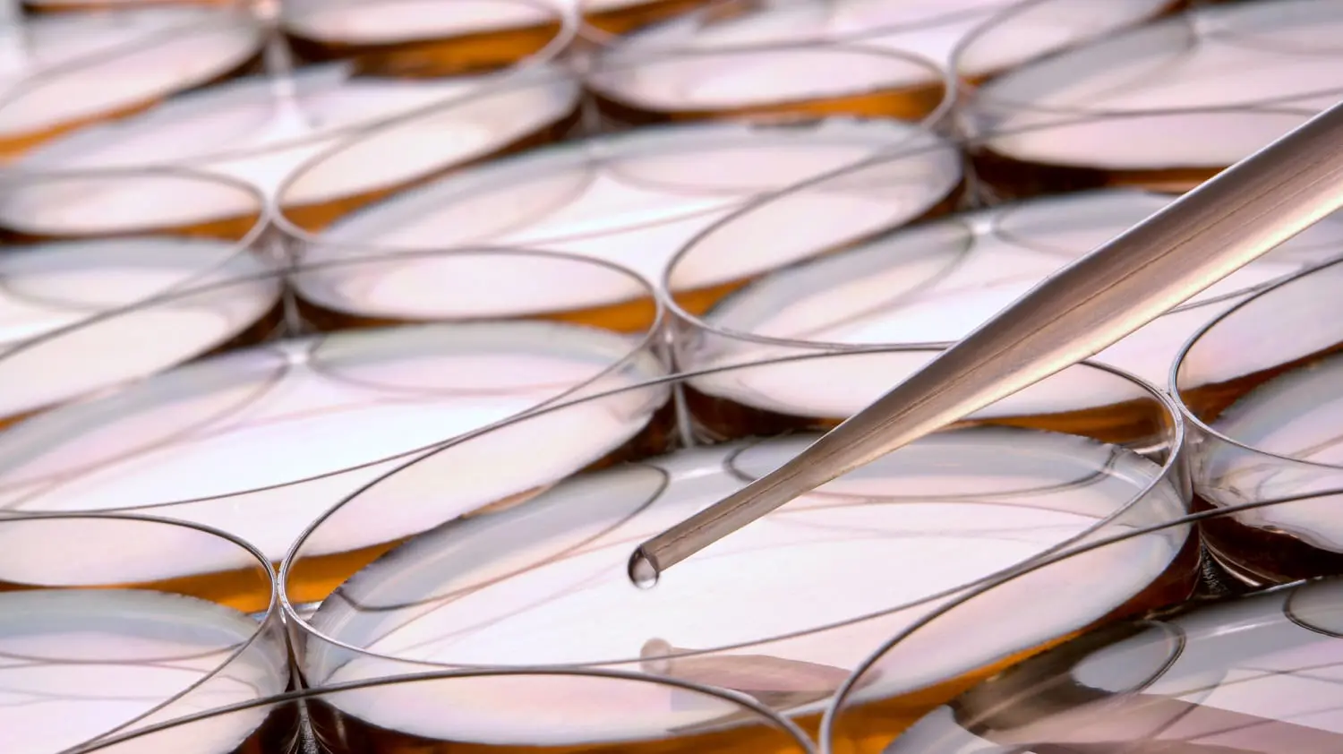 Petri dishes with pipette: Photo 6493024 / Petri Dish © Olivier Le Queinec | Dreamstime.com