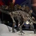 Stegosaurus Natural History Museum London: Photo 59988032 © Slawek Kozakiewicz | Dreamstime.com
